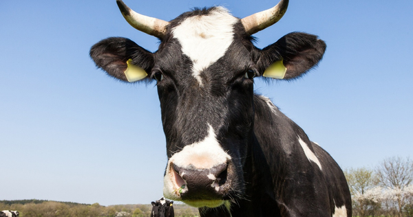 The Six-Month Squeeze: Why Whitehall’s 'Make Work Pay' Gimmick is a Pox on the South West